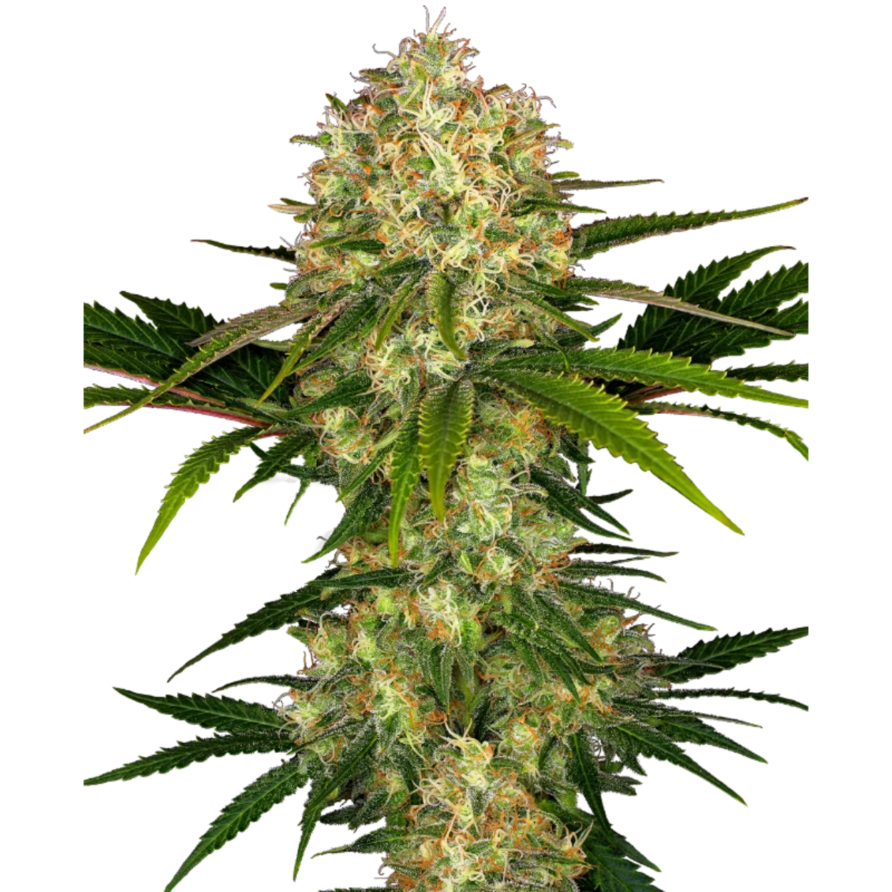Afghani #1 x3