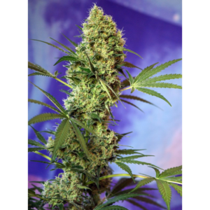 BIG DEVIL XL AUTO X4