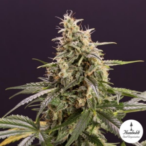 CHEM BOMB AUTO X3