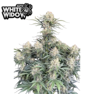 Original White Widow AUTO x3