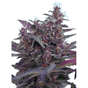 BLACK CREAM AUTO X4