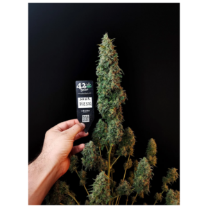 Original Sour Diesel AUTO x3