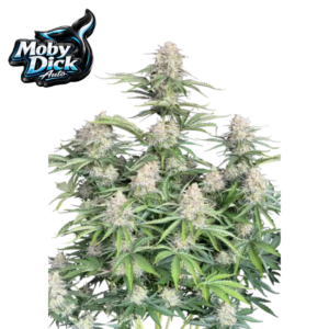 Original Moby Dick AUTO x3