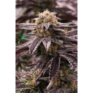 OGKZ AUTO X3