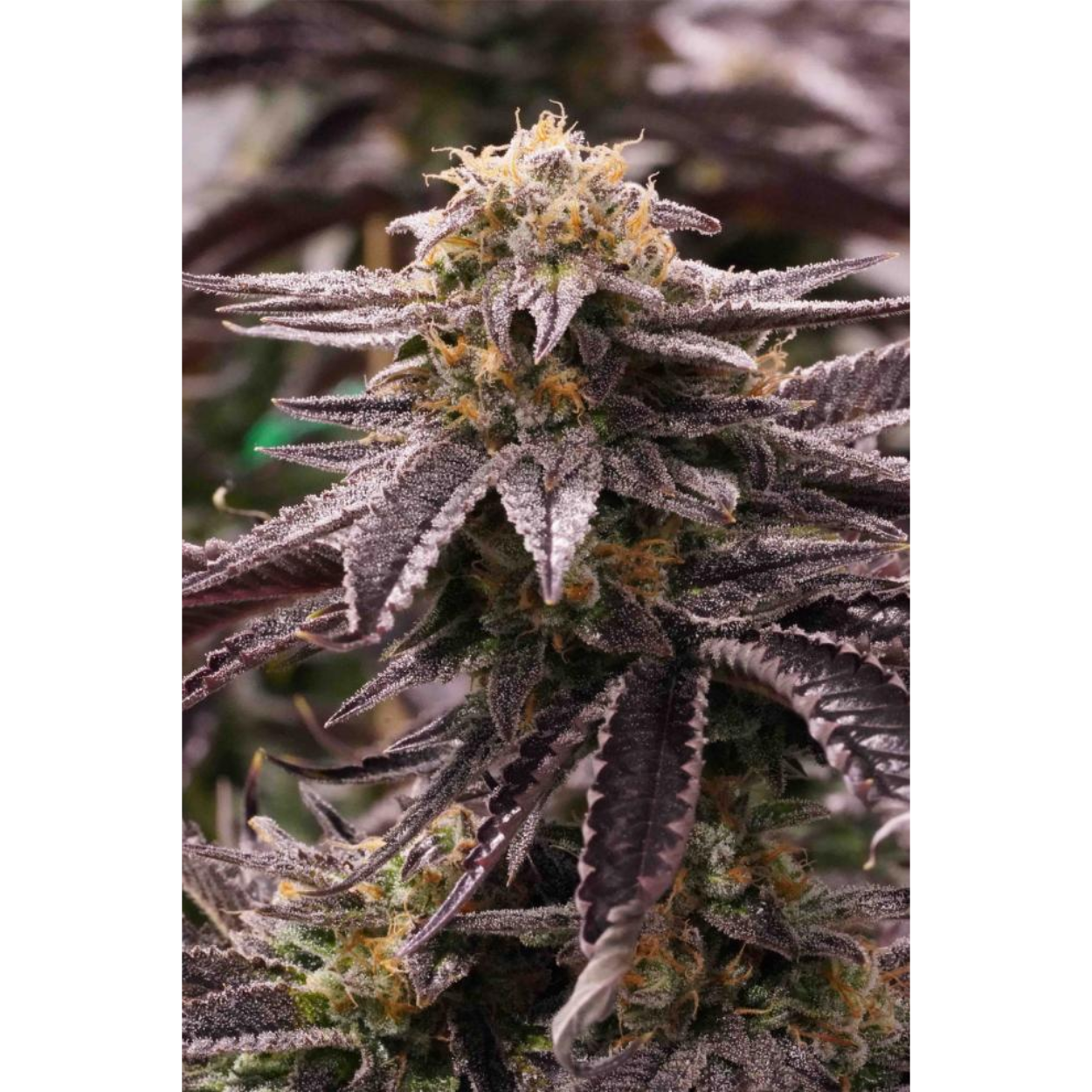 OGKZ AUTO X3