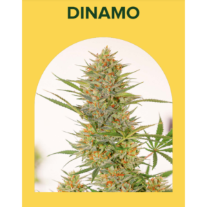 Dinamo AUTO x5