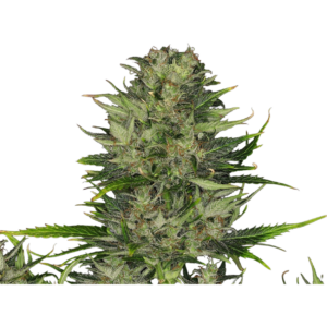 Dosidos AUTO x5