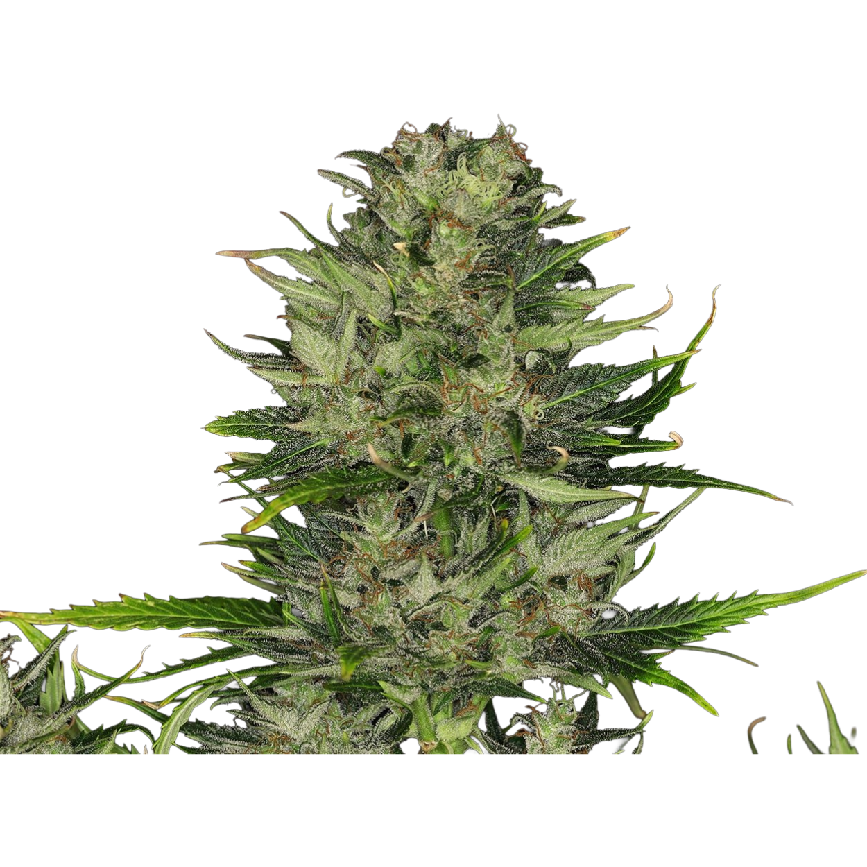 Dosidos AUTO x5