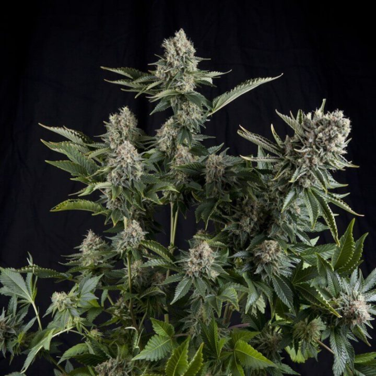 WHITE WIDOW X1