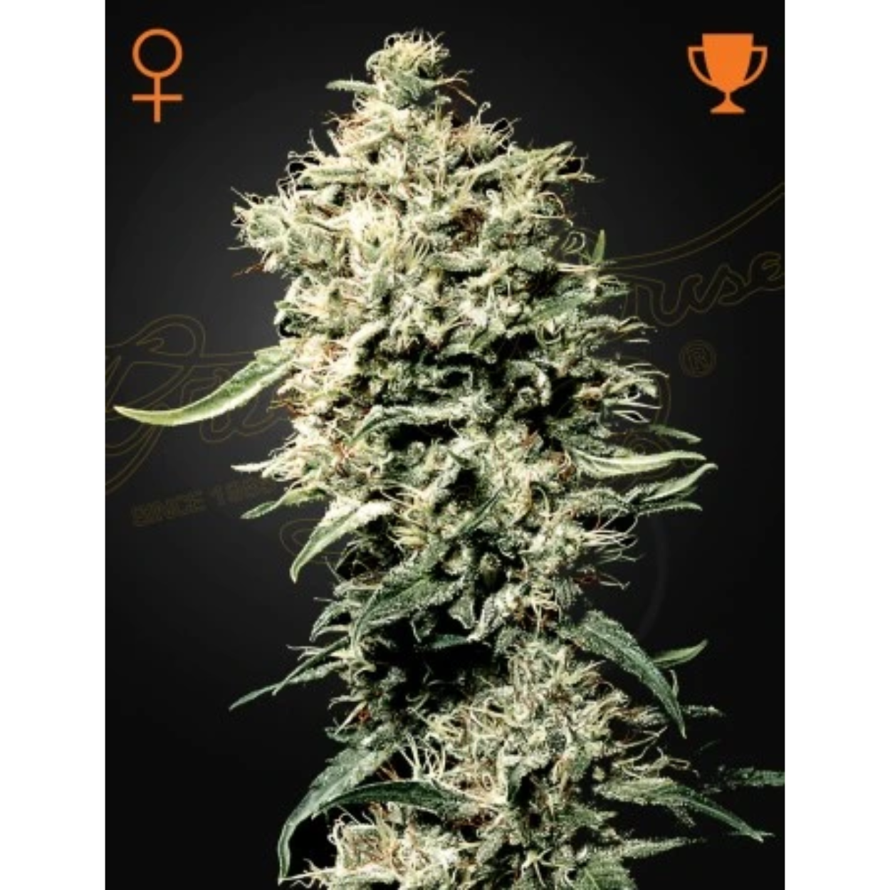 White Rhino x3