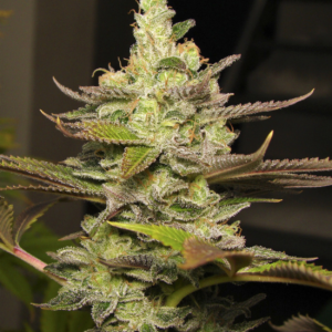 Watermelon Zkittles x5