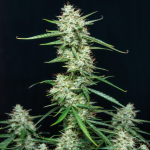 SYRUP AUTO X3