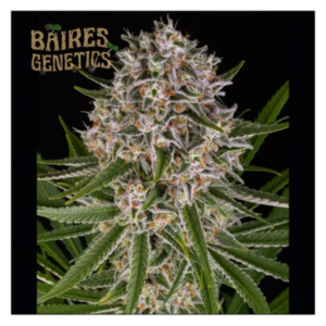 Super Lemon Haze XL AUTO x50