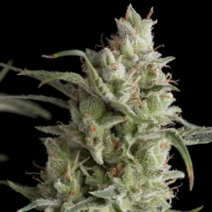 SUPER OG KUSH X1