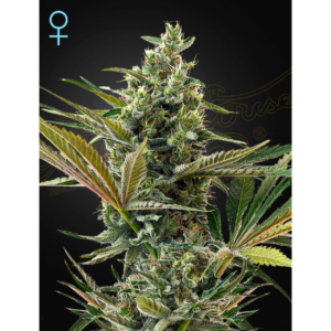SUPER LEMON HAZE AUTO X3