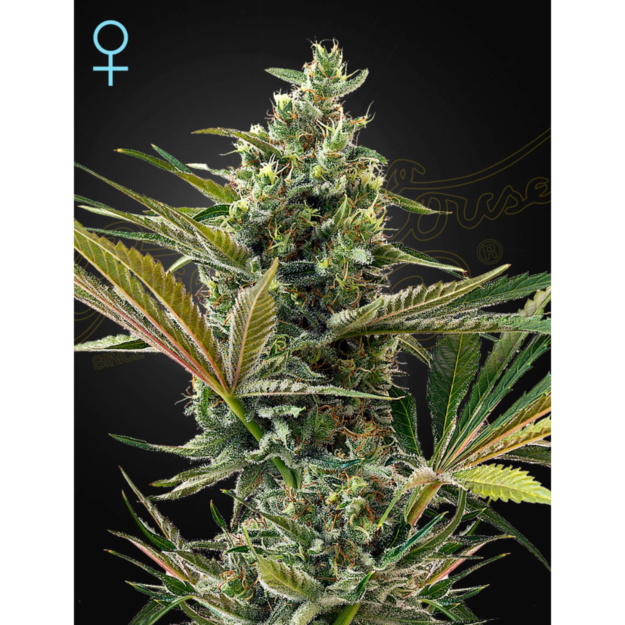 SUPER LEMON HAZE AUTO X3