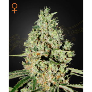 Super Critical x3