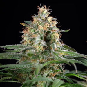 Sherbet Queen AUTO x3