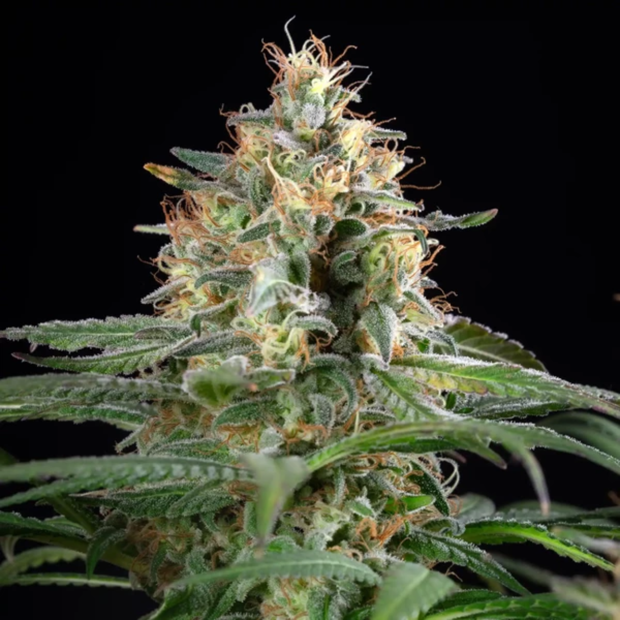 Sherbet Queen AUTO x3