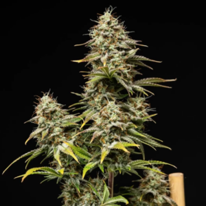 ROYAL CHEESE AUTO X3