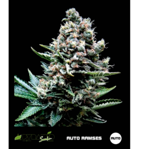 RAMSES AUTO X1