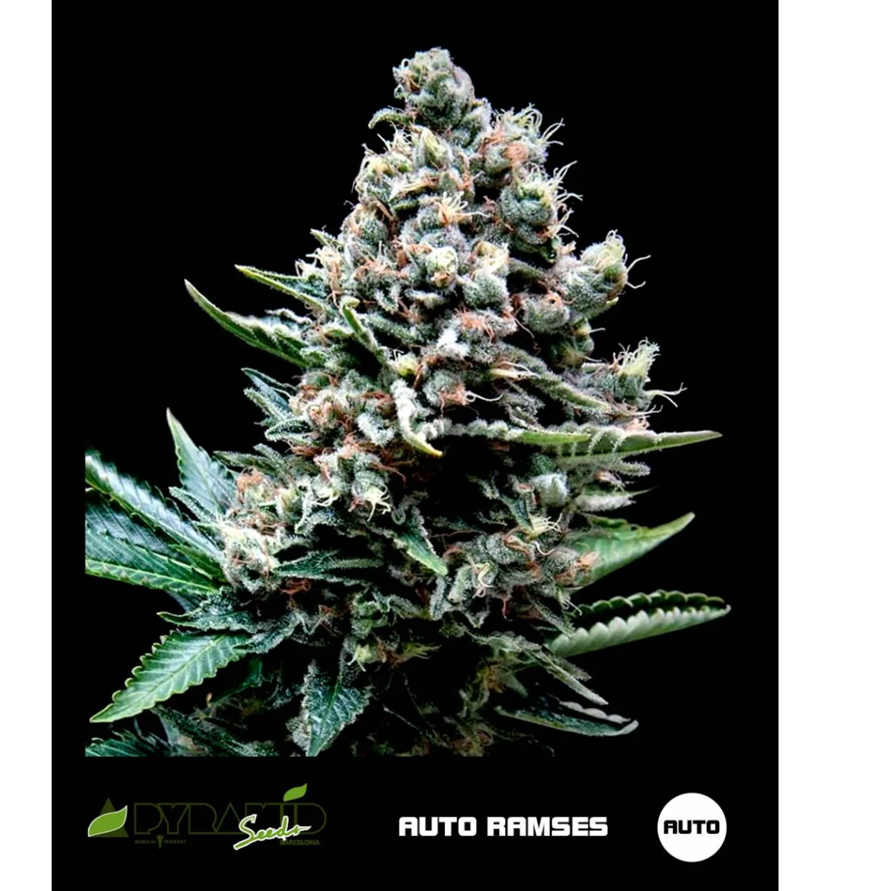RAMSES AUTO X1