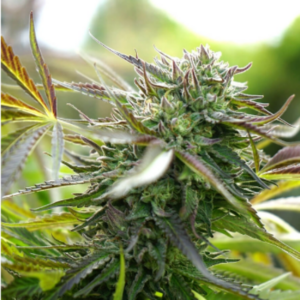 PINEAPPLE CHEM AUTO X3