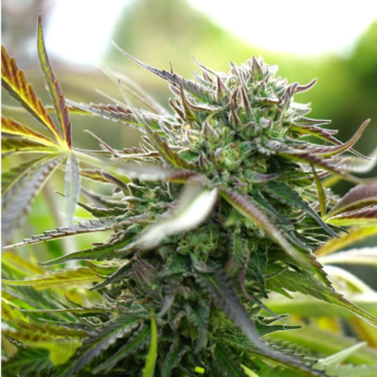 PINEAPPLE CHEM AUTO X3