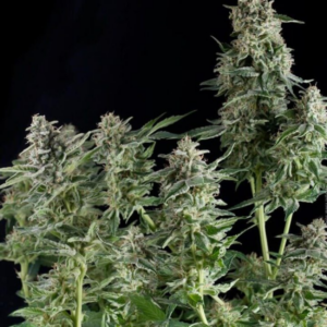 NORTHERN LIGHTS X1