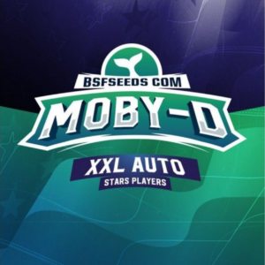 MOBY DICK XXL AUTO X4