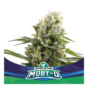 MOBY DICK XXL AUTO X4