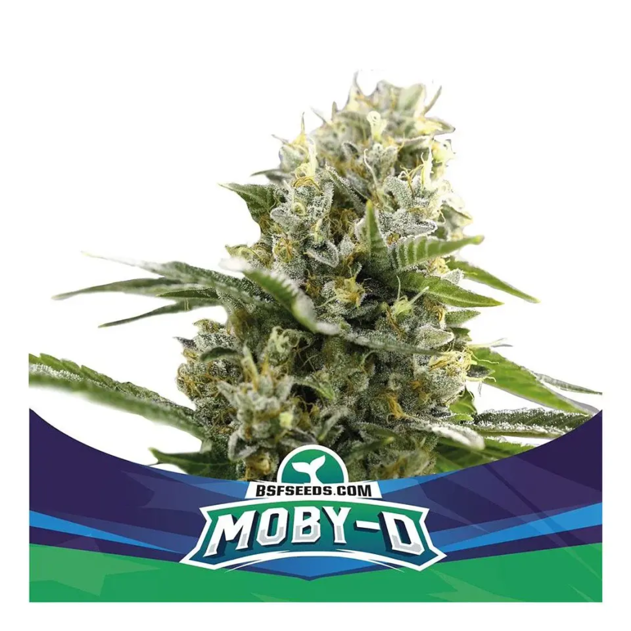 MOBY DICK XXL AUTO X4