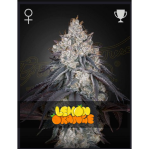 Lemon Orange x3