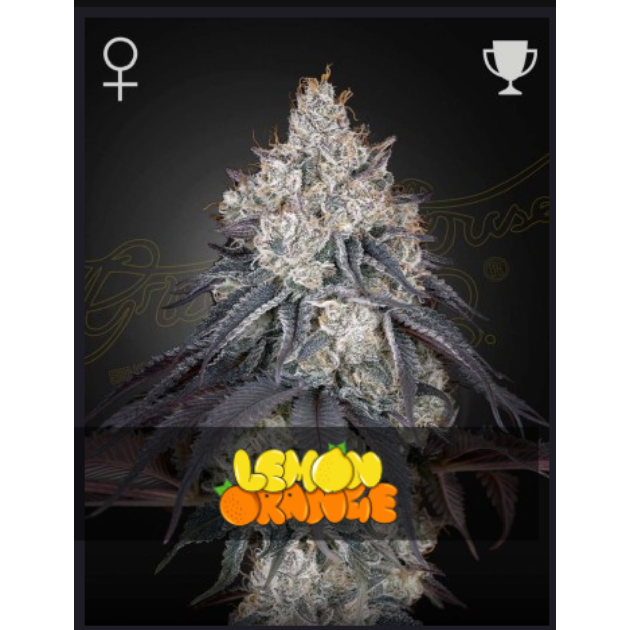 Lemon Orange x3
