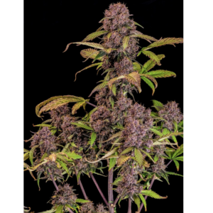 Lemon Cherry Cookies AUTO x3
