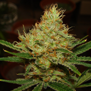 LEMON BLUE CHEESE AUTO X5