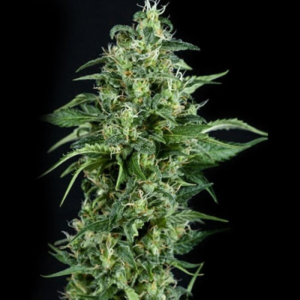 KRYPTONITE AUTO X1