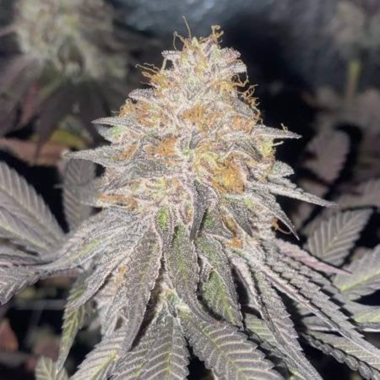 Kings Kush x3