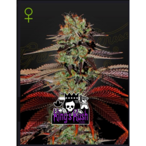 KINGS KUSH AUTO X3