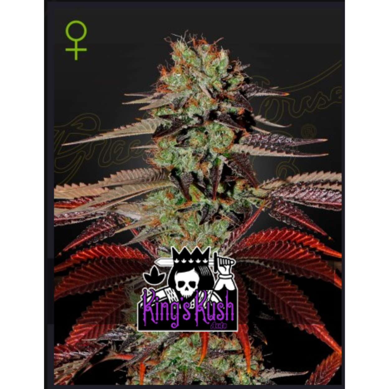KINGS KUSH AUTO X3