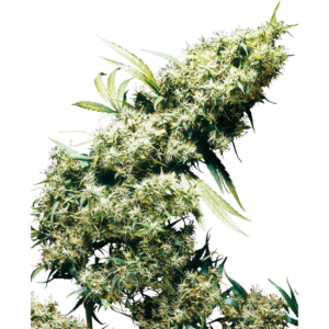Jamaican Pearl x3