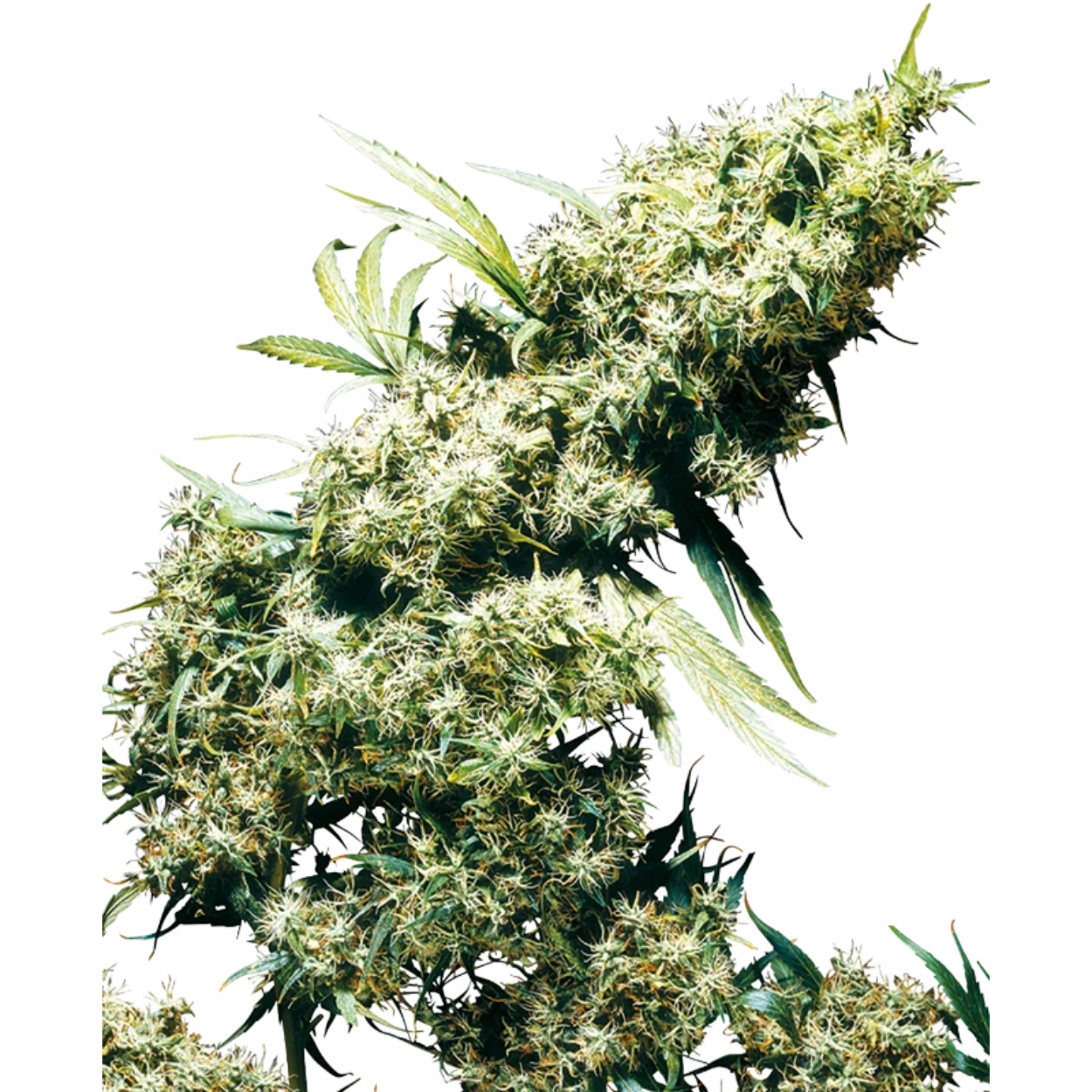 Jamaican Pearl x3
