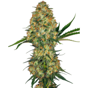 Hindu Kush x3