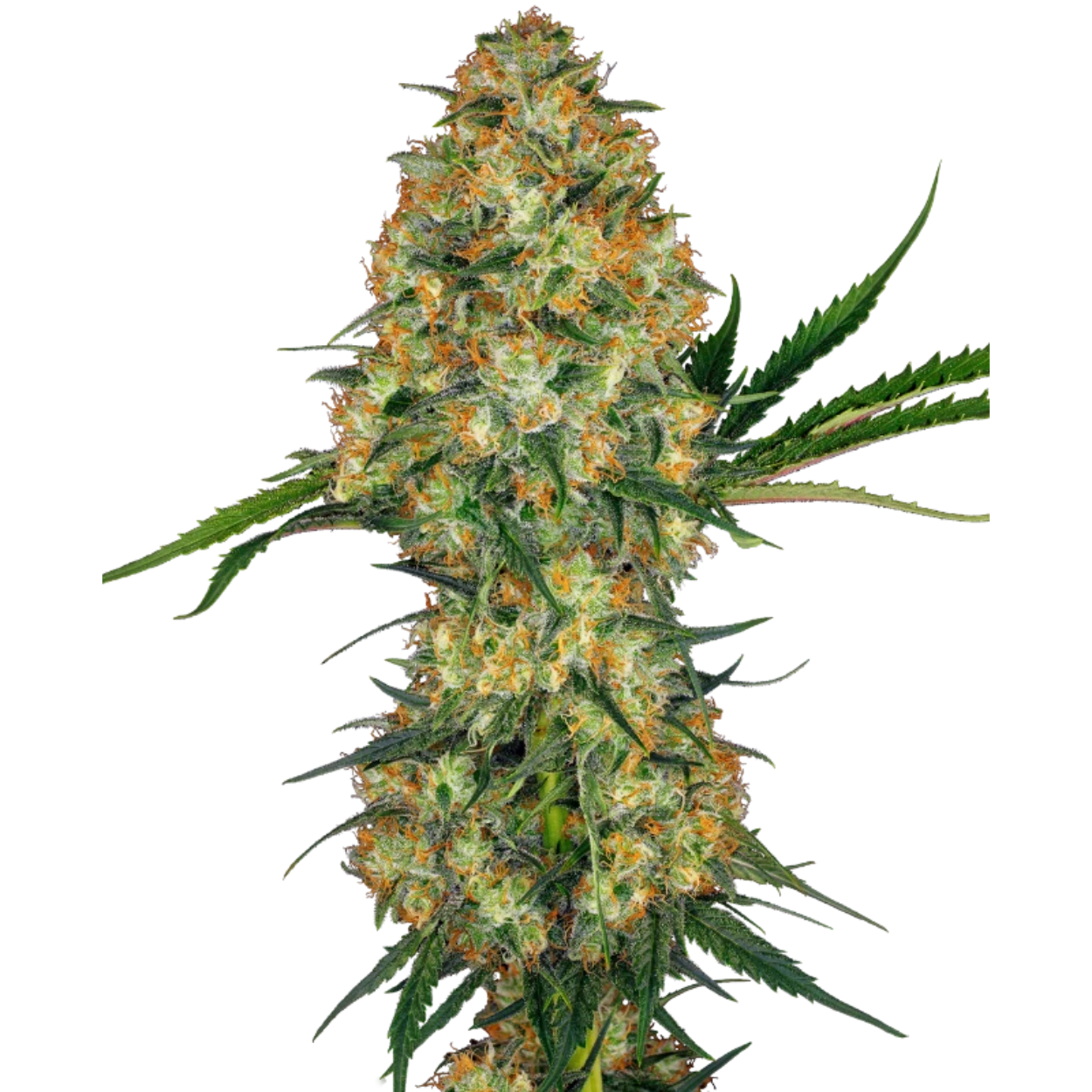 Hindu Kush x3
