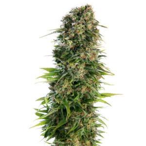HINDU KUSH AUTO X3