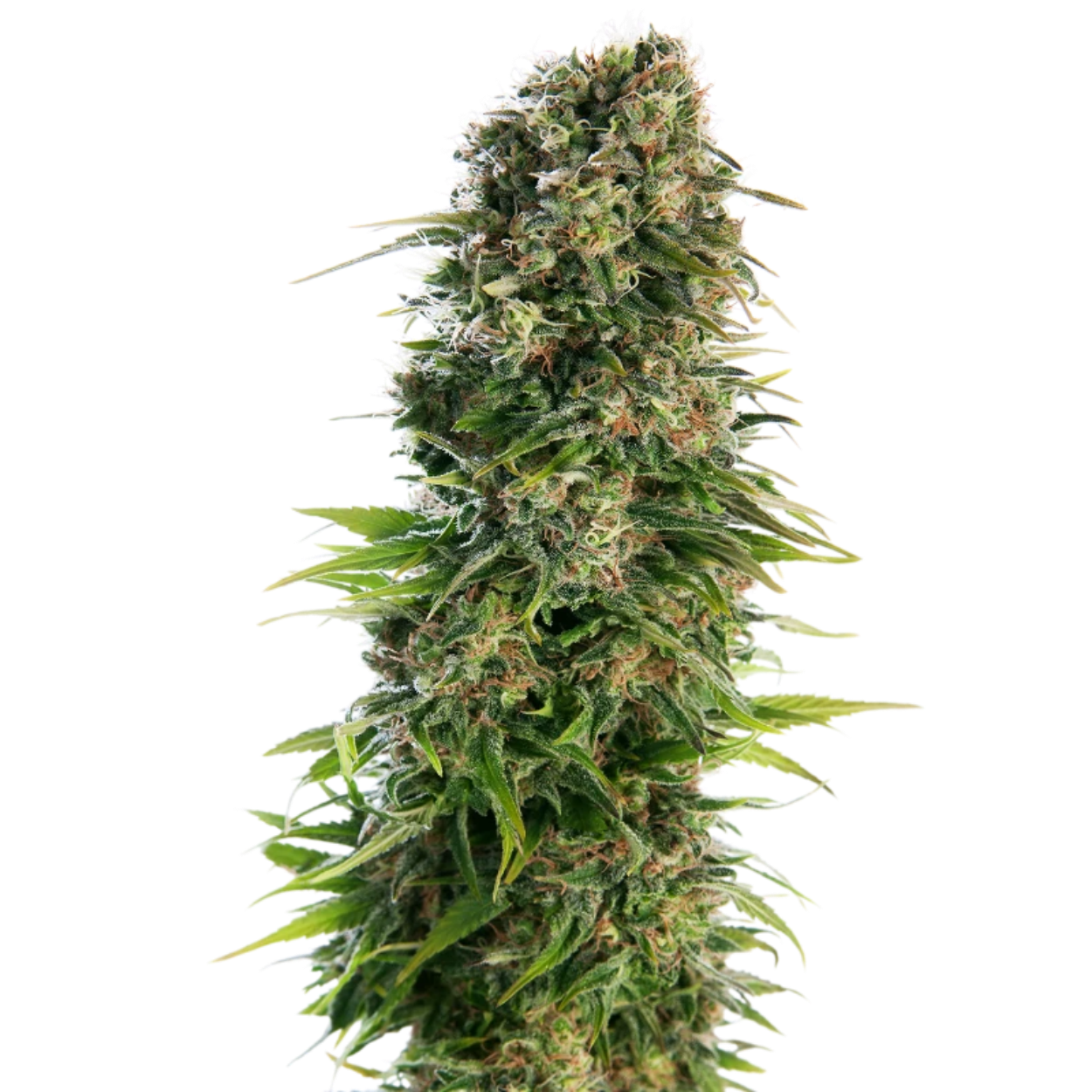 HINDU KUSH AUTO X3