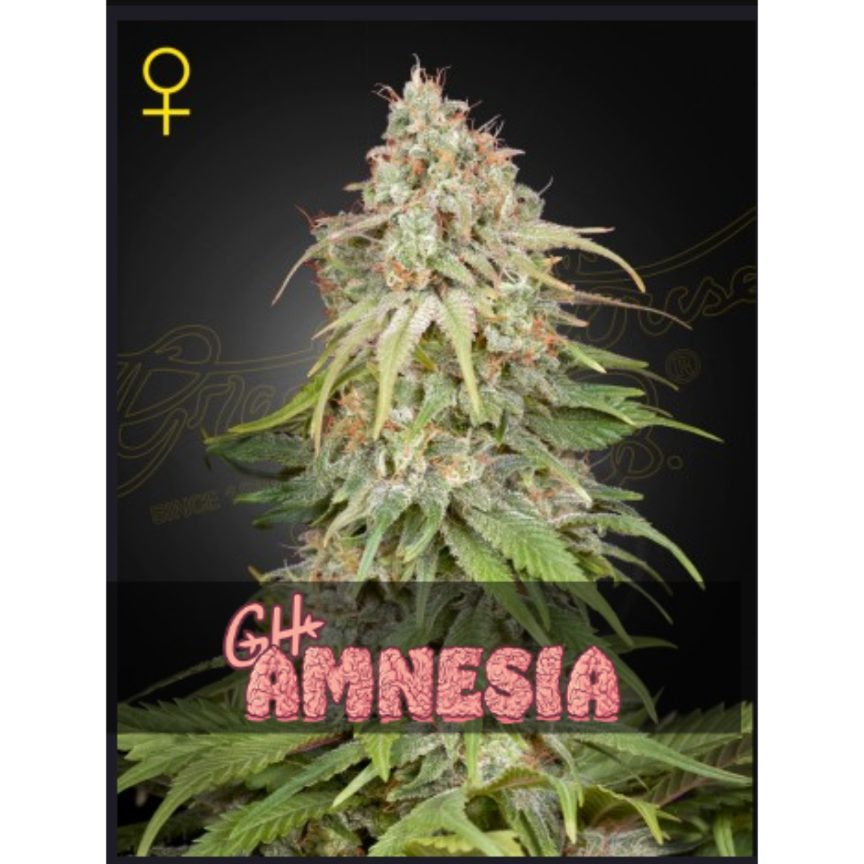 GH Amnesia x3