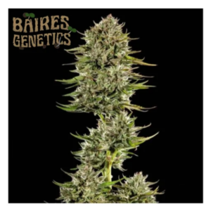 GAS FACE AUTO X3