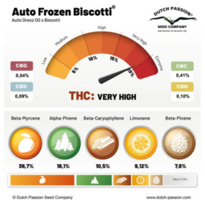 FROZEN BISCOTTI AUTO X3