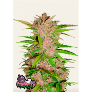 Fastberry AUTO x3